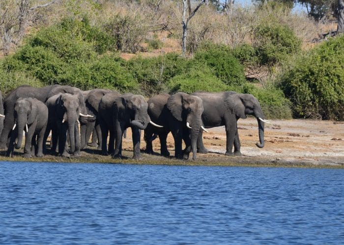 Chobe National Park - Must Visit Places In Botswana